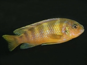 ゴールデンゼブラクリフ画像